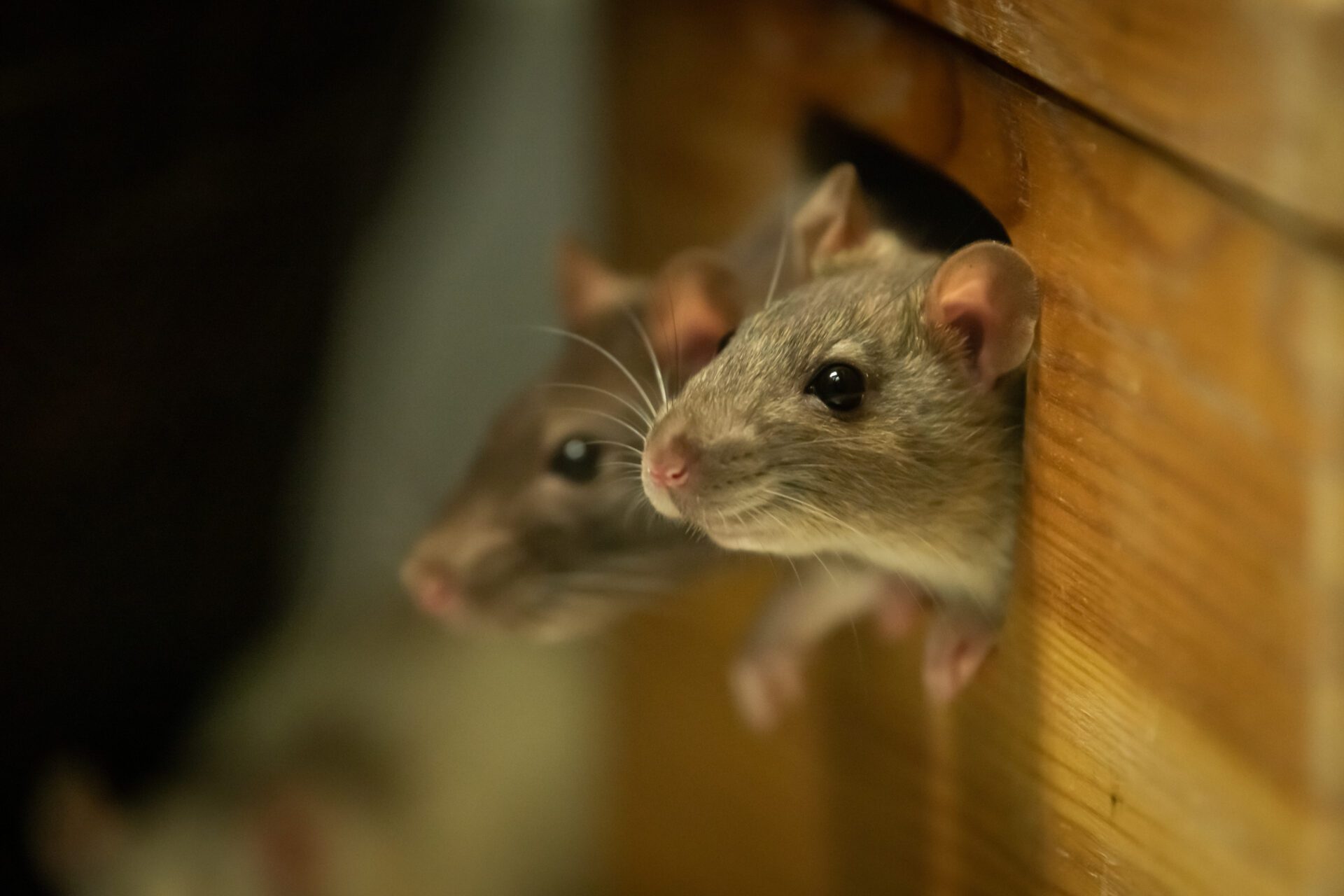 Two cute rats looking out of a wooden box